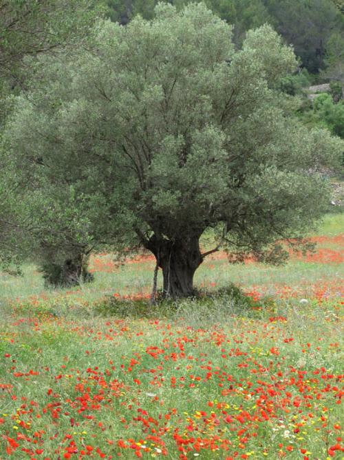 MOhnwiese mit Olivenbaum